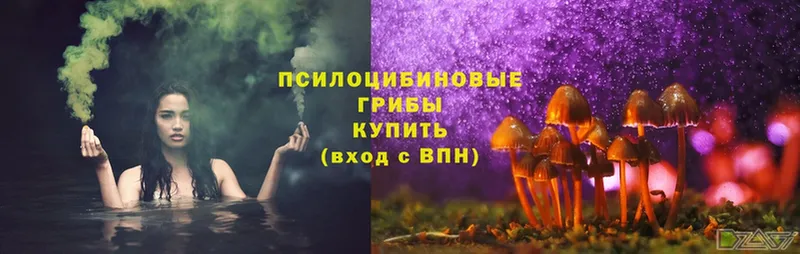 Псилоцибиновые грибы MAGIC MUSHROOMS  наркота  Вязники 